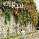 정재초교길 | 능소화 명소 추천 경기도 안산 능소화 위치 주차 실시간 개화