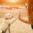 스테이펫_호텔 이미지