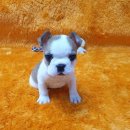 광주강아지분양 고양이분양 펫왕국 이미지