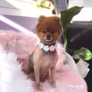 샵뽀도독 이미지