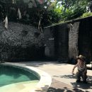 신성리조트 | 아이와 발리 우붓 여행 숙소 비세사 우붓 리조트 스타벅스 우붓왕궁 몽키 포레스트 후기
