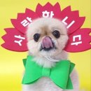 알로하 강아지유치원 호텔 이미지