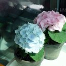 오늘나의정원 이미지