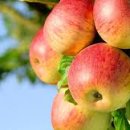 사과나무한의원 이미지