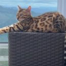 도그스타동물병원 이미지