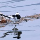 물결치는 달빛 ( 이미지