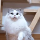 마론도리스(Marondollis) 이미지