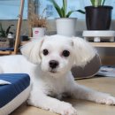 개털깍는 사랑이네 | [추천] 목포 애견미용 개털깎는 사랑이네｜목포역 가위컷 전문 애견미용｜애견호텔｜탄산스파｜최소...