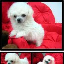 삐삐애견 이미지