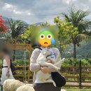 베테랑목장 | 나트랑 2일차 - 양떼목장부터 사막까지 판랑 투어 총정리