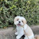 멍찌애견유치원 이미지