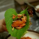 감포참가자미 이미지