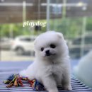 플레이독 파주본점 이미지