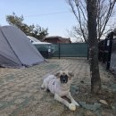 포레스트 캠핑장 | 아워포레스트 캠핑장 후기｜애견동반 아워텐트존 5번 장단점