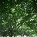 느티나무주유소 이미지