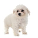 고양시 동물보호센터 | 고양시 동물보호센터 이용정보와 입양절차 총정리