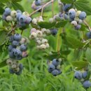 삼봉농장 이미지