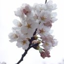 벚나무 이미지