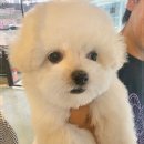 미니퍼피 이미지