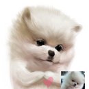 강아지그림 이미지