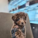 멍냥일번지 강아지분양고양이분양 의정부본점 | 멍냥일번지 블루푸들분양후기