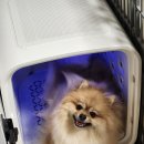 싸다구펫 | 🐶 내돈내산 후기 | 넬로 펫드라이룸 솔직 리뷰 (강아지 드라이 지옥 탈출)