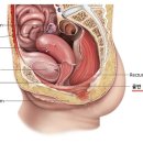 성인용 기저귀 차지 않으려면… 이미지