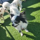 댕댕이 보호구역 이미지