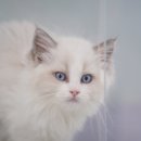 대구고양이분양 도로시펫 이미지