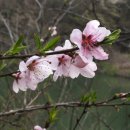 산약초와 산행 이미지