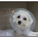 미드미 동물의료센터 이미지