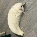 아가마미고양이카페 이미지