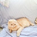 바이오엔펫 이미지