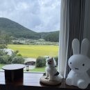 부춘1로 | 🌿 거제도 독채 숙소 ‘공간부춘’ – 반려견과 함께하는 힐링 여행