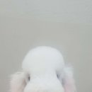 멍했냥 평택본점 이미지