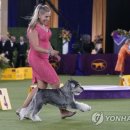 Dog Show 이미지