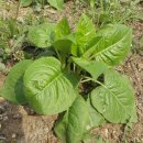 곤드레사랑 이미지