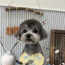 햇살애견미용실 이미지