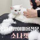수원시 경계 | 호매실 고양이 미용 소나캣/수원 무마취 전문샵 후기