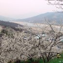 청매실농원 이미지