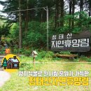 7/26 (일) 평창 청태산(블야100+)+대미산+덕수산+자연휴양림계곡 (40인승)-산행안내/좌석지정 (소금빛향기 대장) 이미지