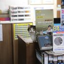 애니카랜드 성정점 이미지