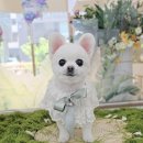 바로펫살롱 이미지