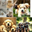 플랜멍 강아지분양 포항점 | 달서구 플랜멍 강아지분양 대구본점에서 찾은 실속 분양 팁