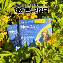 세화약국 | 강북구 동물약국ㅣ수유 "세화온누리약국" 넥스가드 스펙트라 가격 저렴한 곳 내돈내산 후기