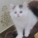 맘스캣(MOMSCAT) 이미지