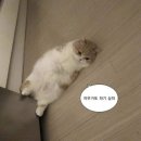 포레스트카페 이미지