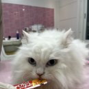 창원고양이미용 무냥무냥 이미지