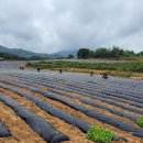 2025년도 시골마당 절임배추 주문 개시 이미지