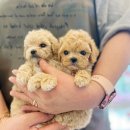 똥강아지 김해 강아지분양 고양이분양 이미지